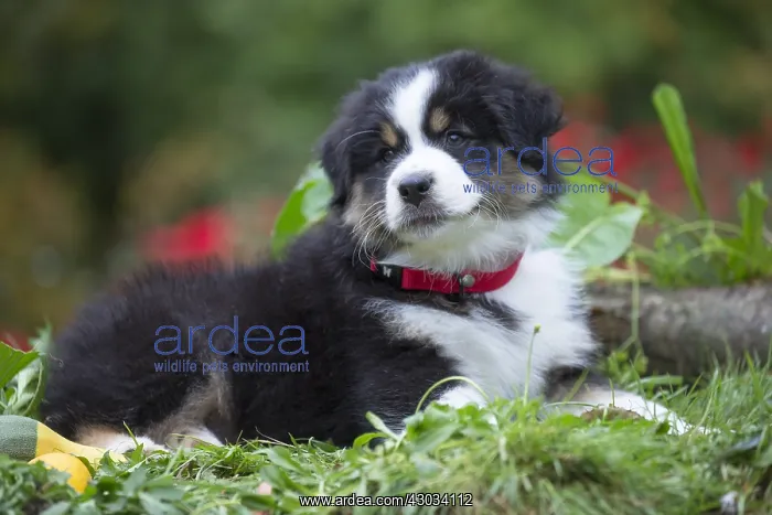  : Australian Shepherd Dog puppy outdoors