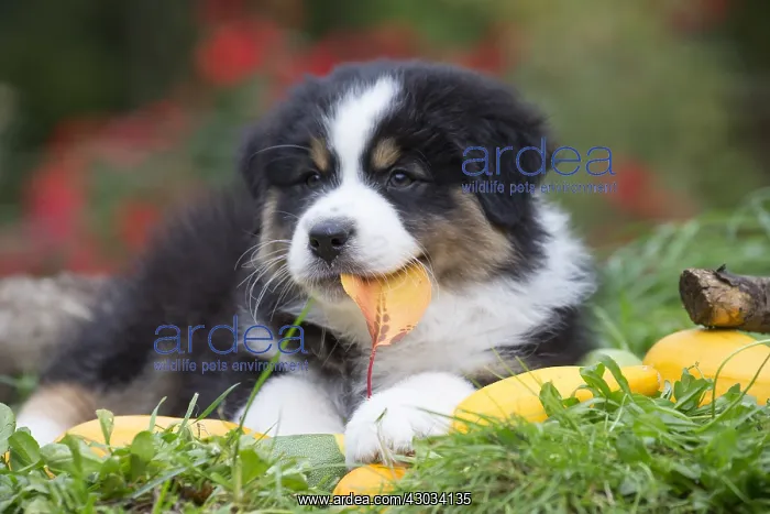  : Australian Shepherd Dog puppy outdoors