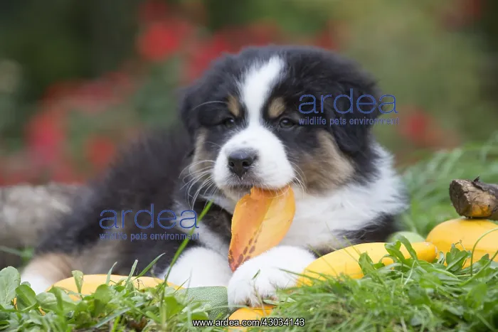  : Australian Shepherd Dog puppy outdoors