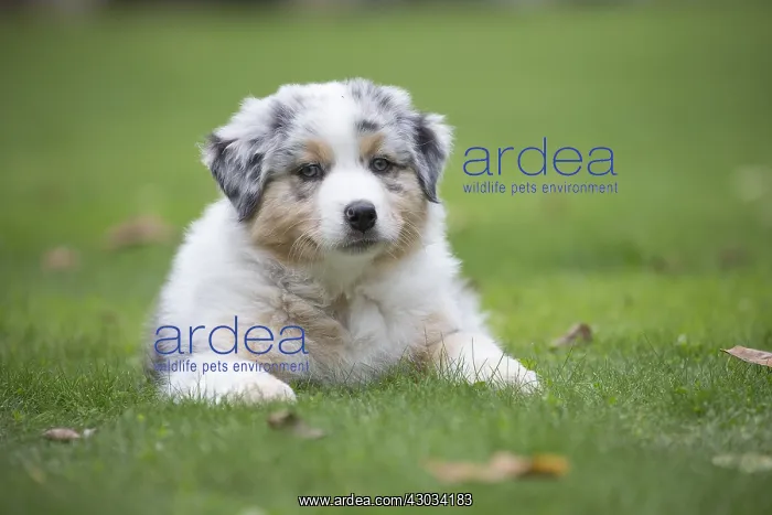  : Australian Shepherd Dog puppy outdoors