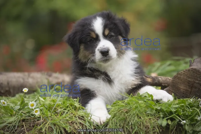  : Australian Shepherd Dog puppy outdoors