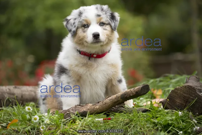  : Australian Shepherd Dog puppy outdoors