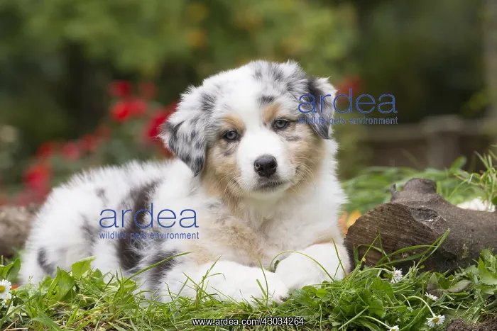  : Australian Shepherd Dog puppy outdoors