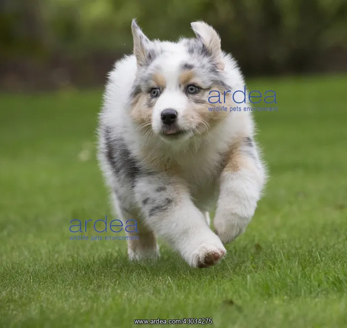  : Australian Shepherd Dog puppy outdoors