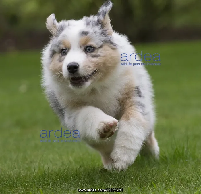  : Australian Shepherd Dog puppy outdoors