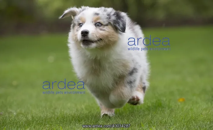  : Australian Shepherd Dog puppy outdoors