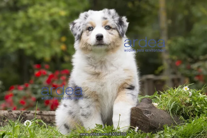  : Australian Shepherd Dog puppy outdoors