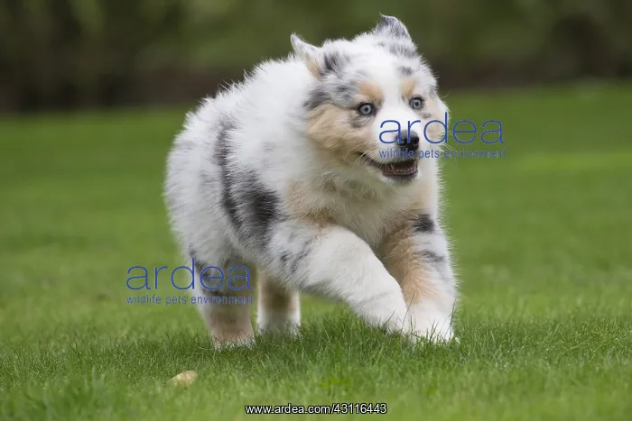  : Australian Shepherd Dog puppy outdoors