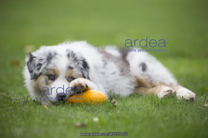  : Australian Shepherd Dog puppy outdoors