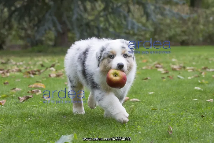 : Australian Shepherd Dog puppy outdoors Australian : Australian Shepherd Dog puppy outdoors Australian