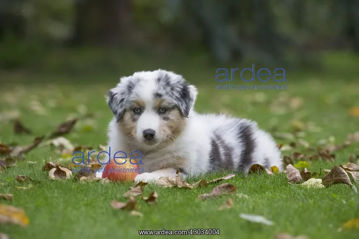: Australian Shepherd Dog puppy outdoors Australian : Australian Shepherd Dog puppy outdoors Australian