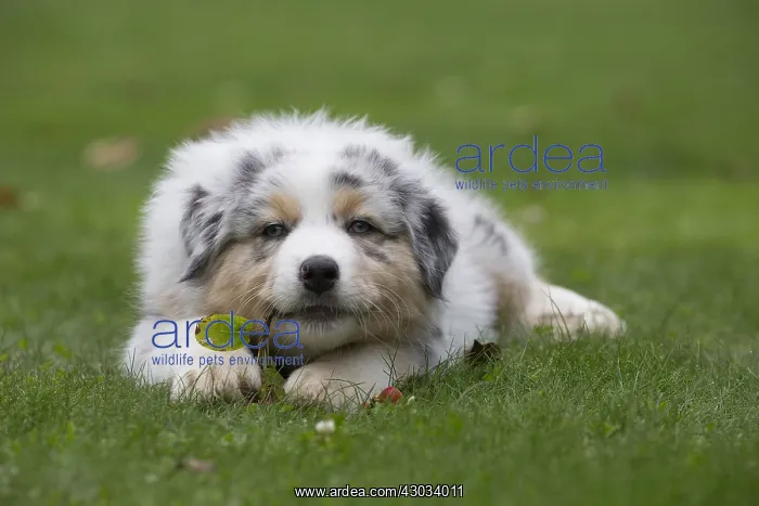: Australian Shepherd Dog puppy outdoors Australian : Australian Shepherd Dog puppy outdoors Australian