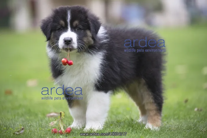 : Australian Shepherd Dog puppy outdoors Australian : Australian Shepherd Dog puppy outdoors Australian