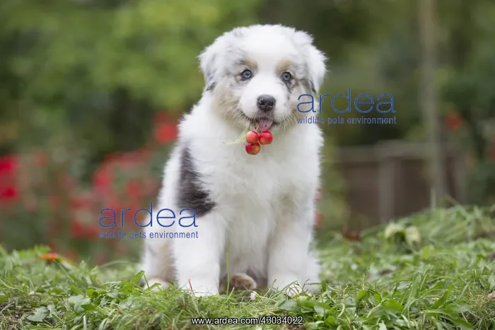 : Australian Shepherd Dog puppy outdoors Australian : Australian Shepherd Dog puppy outdoors Australian