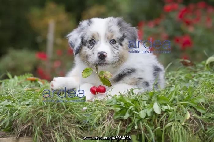 : Australian Shepherd Dog puppy outdoors Australian : Australian Shepherd Dog puppy outdoors Australian