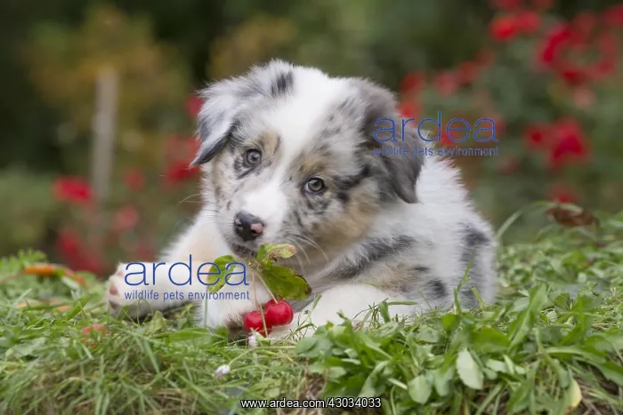 : Australian Shepherd Dog puppy outdoors Australian : Australian Shepherd Dog puppy outdoors Australian