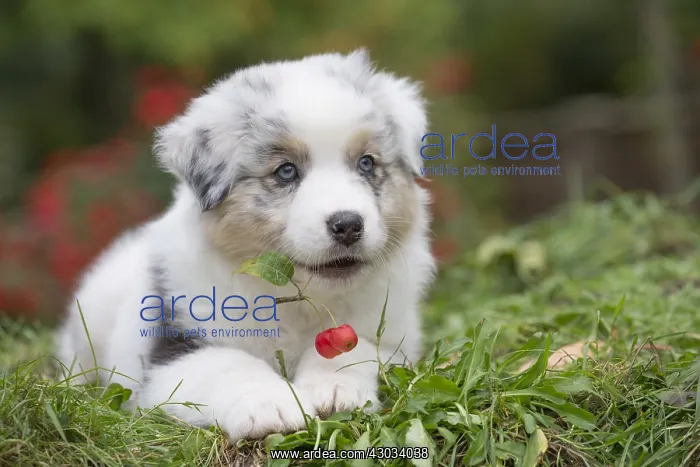 : Australian Shepherd Dog puppy outdoors Australian : Australian Shepherd Dog puppy outdoors Australian