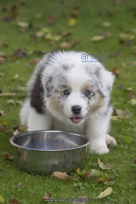: Australian Shepherd Dog puppy outdoors Australian : Australian Shepherd Dog puppy outdoors Australian