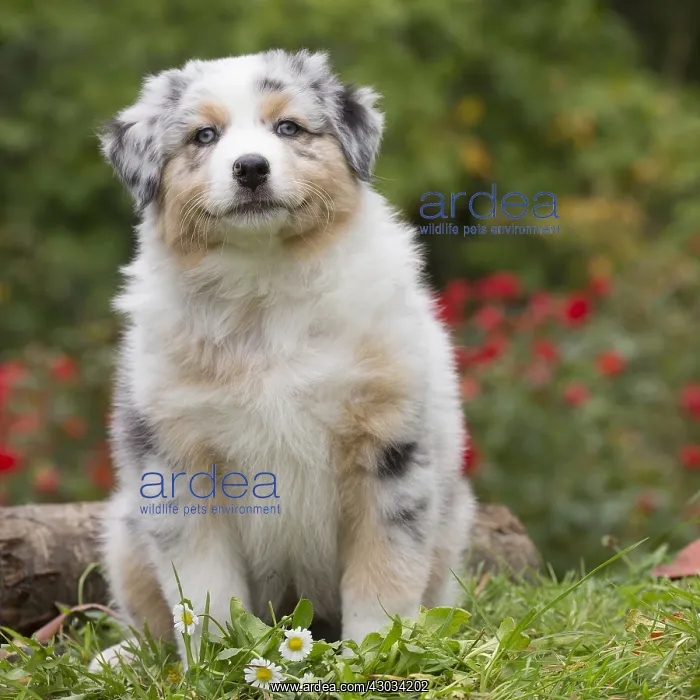 : Australian Shepherd Dog puppy outdoors Australian : Australian Shepherd Dog puppy outdoors Australian