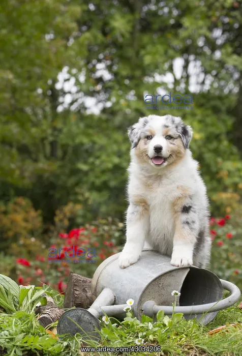 : Australian Shepherd Dog puppy outdoors Australian : Australian Shepherd Dog puppy outdoors Australian