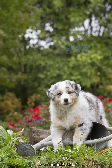 : Australian Shepherd Dog puppy outdoors Australian : Australian Shepherd Dog puppy outdoors Australian