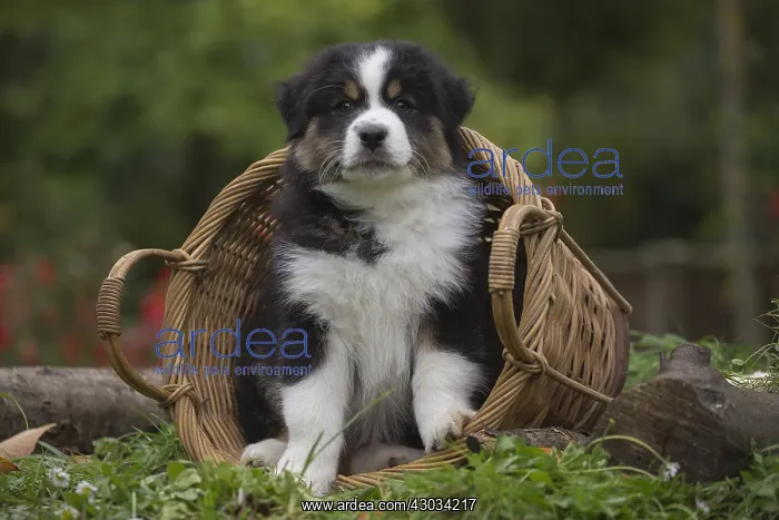 : Australian Shepherd Dog puppy outdoors Australian : Australian Shepherd Dog puppy outdoors Australian