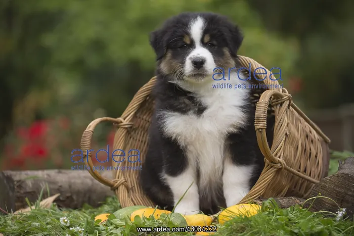 : Australian Shepherd Dog puppy outdoors Australian : Australian Shepherd Dog puppy outdoors Australian