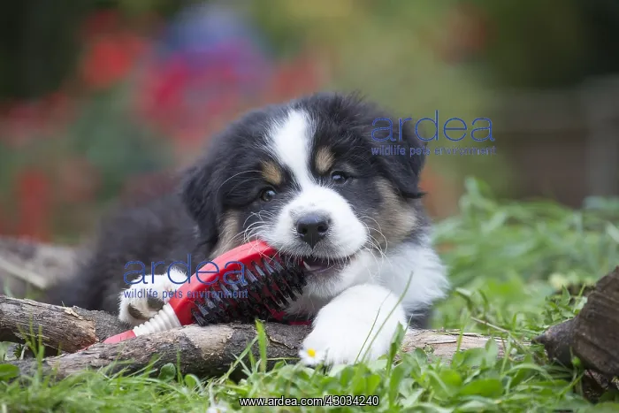 : Australian Shepherd Dog puppy outdoors Australian : Australian Shepherd Dog puppy outdoors Australian