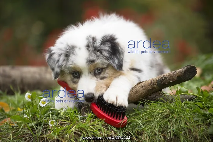 : Australian Shepherd Dog puppy outdoors Australian : Australian Shepherd Dog puppy outdoors Australian