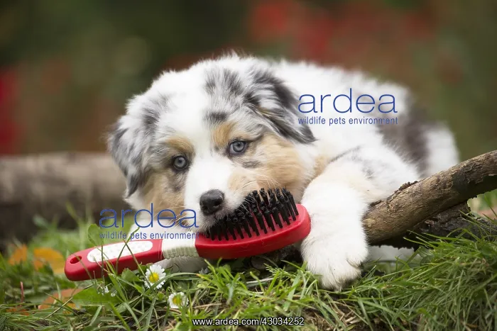 : Australian Shepherd Dog puppy outdoors Australian : Australian Shepherd Dog puppy outdoors Australian