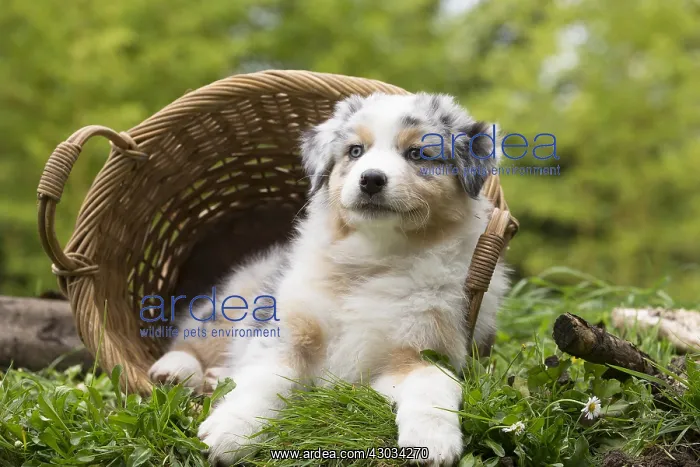 : Australian Shepherd Dog puppy outdoors Australian : Australian Shepherd Dog puppy outdoors Australian
