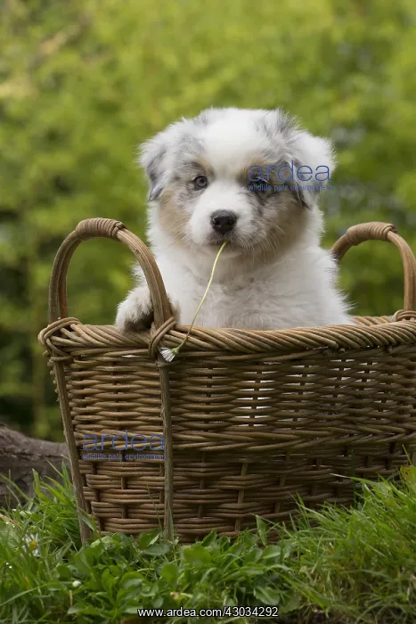 : Australian Shepherd Dog puppy outdoors Australian : Australian Shepherd Dog puppy outdoors Australian