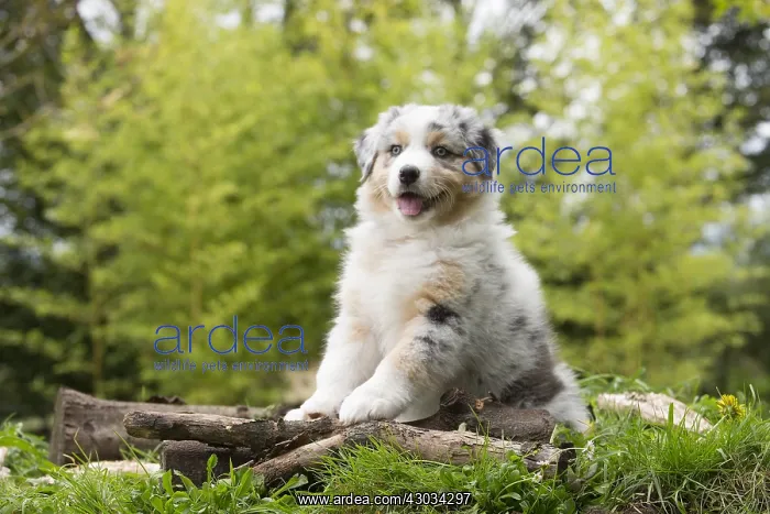 : Australian Shepherd Dog puppy outdoors Australian : Australian Shepherd Dog puppy outdoors Australian