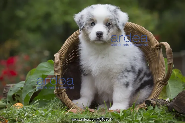 : Australian Shepherd Dog puppy outdoors Australian : Australian Shepherd Dog puppy outdoors Australian