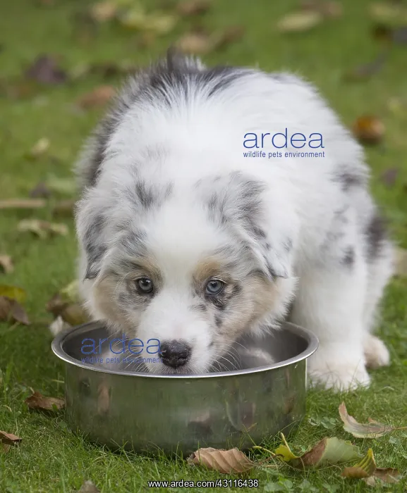 : Australian Shepherd Dog puppy outdoors Australian : Australian Shepherd Dog puppy outdoors Australian