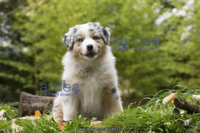 : Australian Shepherd Dog puppy outdoors Australian : Australian Shepherd Dog puppy outdoors Australian