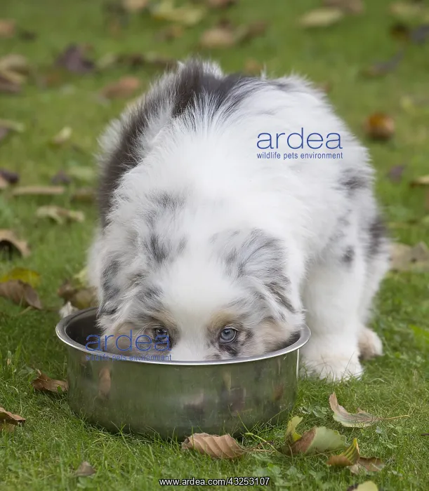 : Australian Shepherd Dog puppy outdoors Australian : Australian Shepherd Dog puppy outdoors Australian
