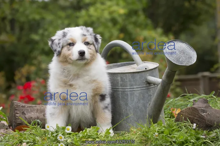: Australian Shepherd Dog puppy outdoors Australian : Australian Shepherd Dog puppy outdoors Australian