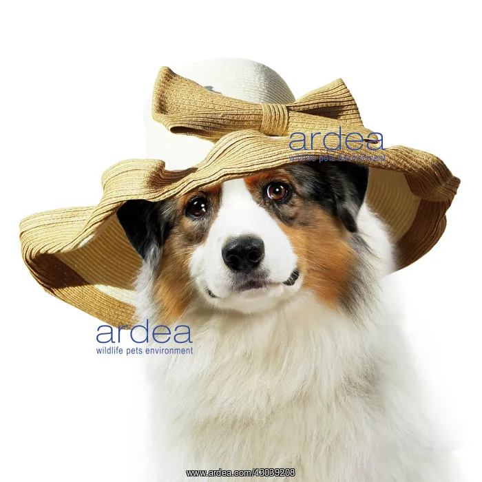  : Australian Shepherd Dog, wearing big sun hat