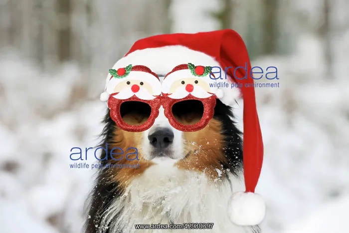 : Australian shepherd Dog, wearing Christmas hat : Australian shepherd Dog, wearing Christmas hat