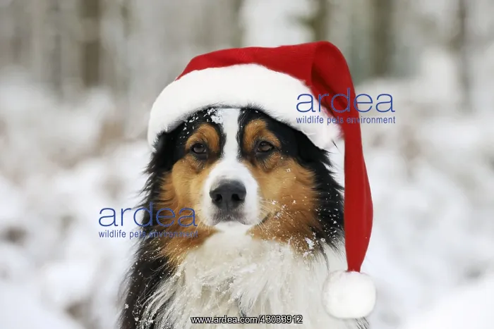 : Australian shepherd Dog, wearing Christmas hat : Australian shepherd Dog, wearing Christmas hat