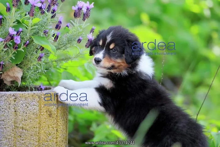 : Australian Shepherd domestic dog (Canis lupus familiaris) : Australian Shepherd domestic dog (Canis lupus familiaris)
