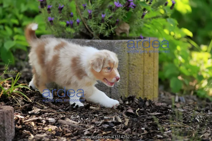 : Australian Shepherd domestic dog (Canis lupus familiaris) : Australian Shepherd domestic dog (Canis lupus familiaris)