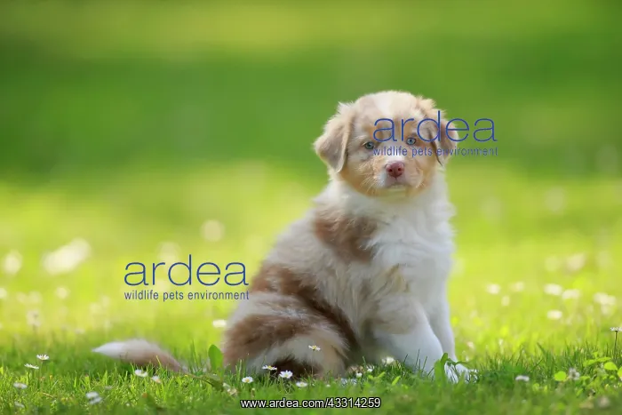 : Australian Shepherd domestic dog (Canis lupus familiaris) : Australian Shepherd domestic dog (Canis lupus familiaris)