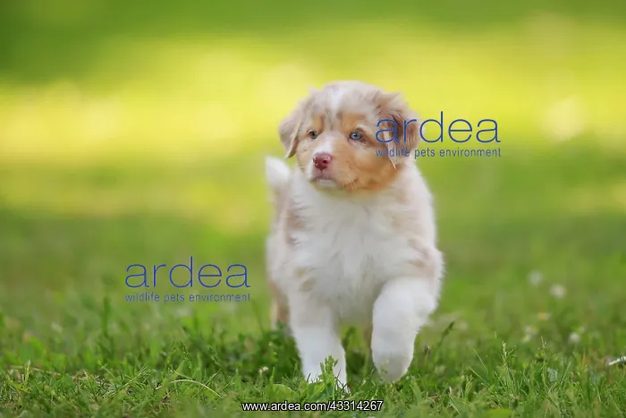 : Australian Shepherd domestic dog (Canis lupus familiaris) : Australian Shepherd domestic dog (Canis lupus familiaris)