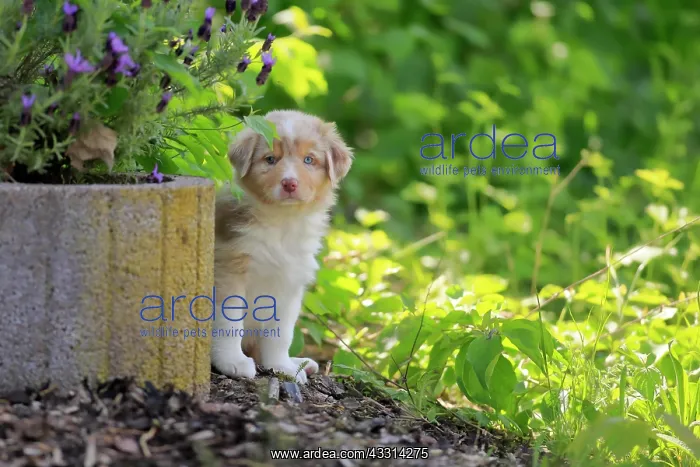 : Australian Shepherd domestic dog (Canis lupus familiaris) : Australian Shepherd domestic dog (Canis lupus familiaris)