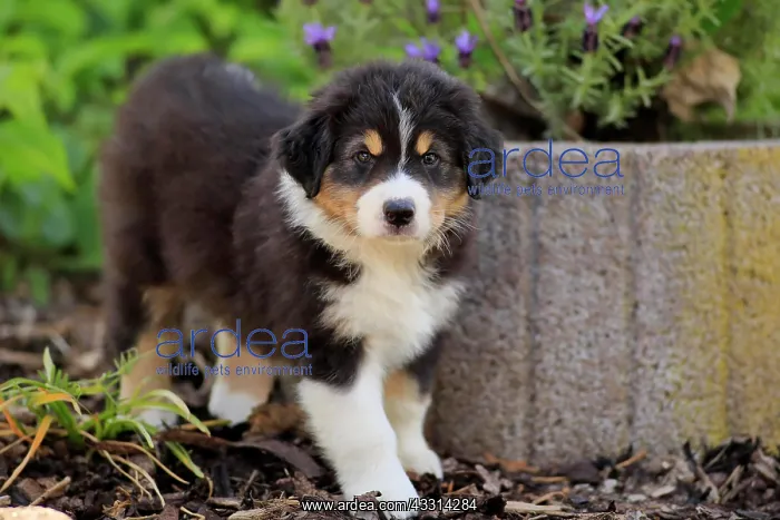  : Australian Shepherd domestic dog (Canis lupus familiaris)