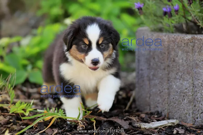 : Australian Shepherd domestic dog (Canis lupus familiaris) : Australian Shepherd domestic dog (Canis lupus familiaris)