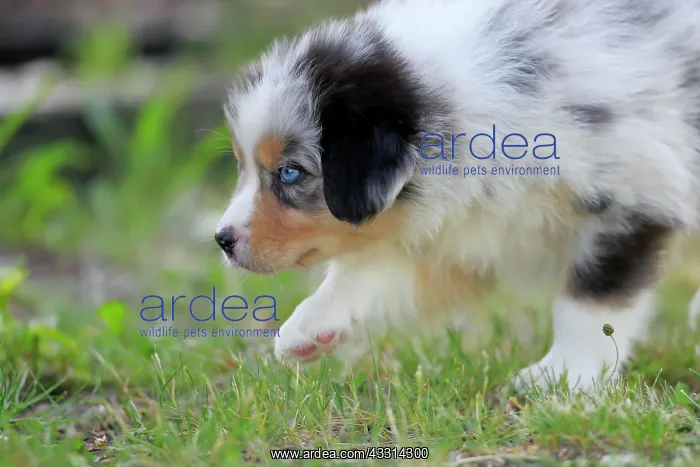 : Australian Shepherd domestic dog (Canis lupus familiaris) : Australian Shepherd domestic dog (Canis lupus familiaris)