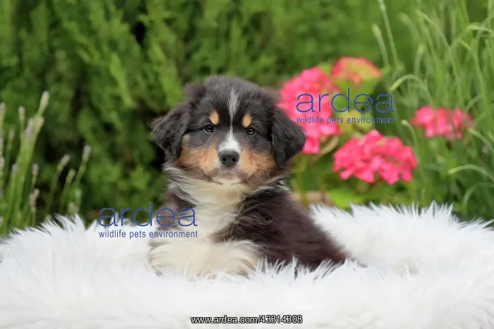 : Australian Shepherd domestic dog (Canis lupus familiaris) : Australian Shepherd domestic dog (Canis lupus familiaris)